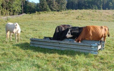 Used Guardrail – WHY is it so often used for Livestock? Here’s a few reasons: