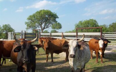 Why Guardrails Are the Future of Ranch Fencing: A Game-Changing Perspective